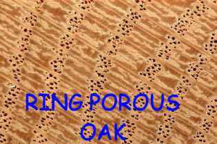 ring porous oak